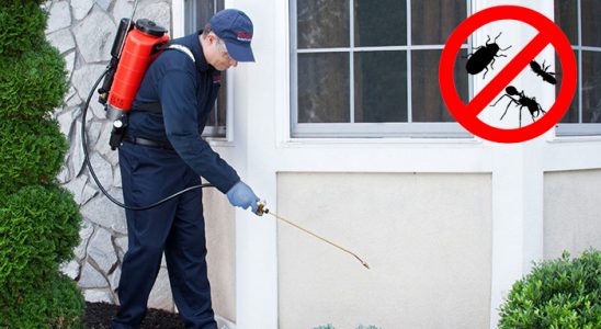 Dedebaşı Böcek İlaçlama böcek ilaçlama ve haşere kontrolü — ilaclama-tr.com